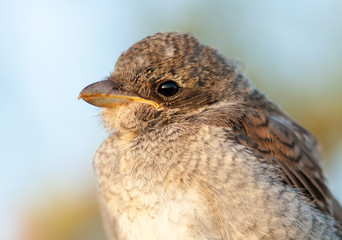 Baby bird red-backed shrike. Portrait.