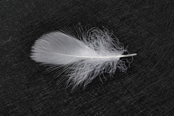 white feather on a dark background