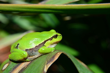 Green tree frog