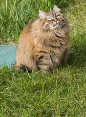 Naklejka na ściany i meble Cute brown mackerel kitten in the garden, siberian 