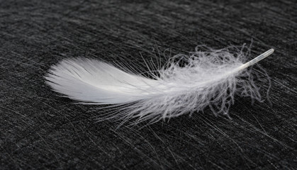 white feather on a dark background
