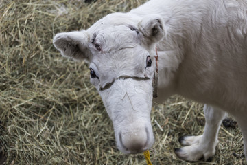 White young reindeer