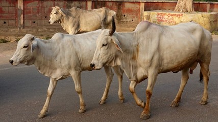 Heilige Kühe in Indien