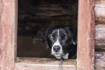 A beautiful dog with an expressive look lies in the booth