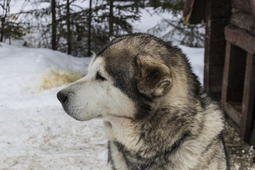 Beautiful big close-up dog