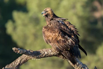 Photo sur Plexiglas Anti-reflet Aigle Golden eagle (Aquila chrysaetos), Andalusia, Spain