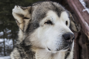 Beautiful big close-up dog