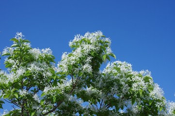 ヒトツバタゴ　花木　白い花