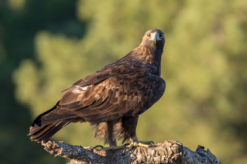 Golden eagle (Aquila chrysaetos), Andalusia, Spain