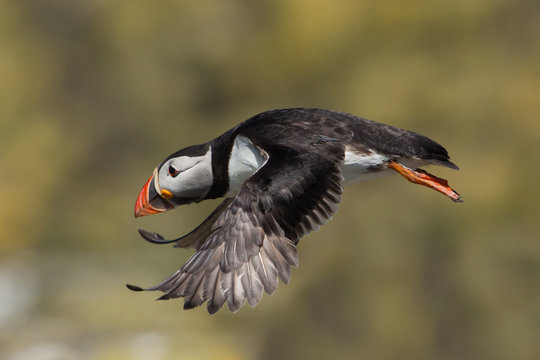 Puffin in flight (Fratercula arctica), Farne islands, Scotland