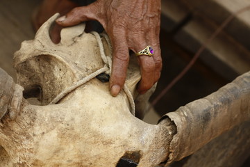 old Thai man with a ring holding the skull of his water buffalo, decorating his home in Northern Thailand, Southeast Asia