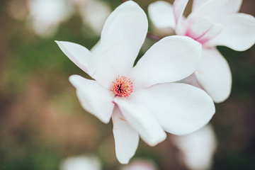 Obraz premium Spring floral background with magnolia flowers.