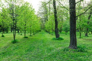 Fototapeta na wymiar trees in a green forest