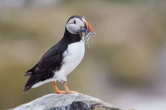 Puffin (Fratercula arctica), Farne islands, Scotland