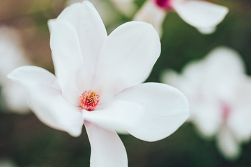 Naklejka premium Spring floral background with magnolia flowers.