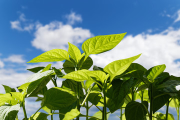 Little green sprout in the ground against blue cloudy sky. 