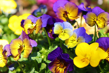 満開のパンジーの花