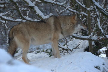 Europäischer Wolf
