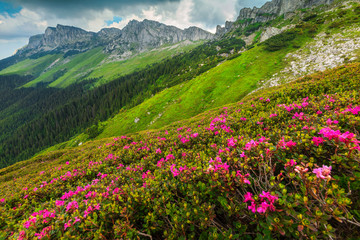 Fototapeta na wymiar Spectacular pink rhododendron flowers in the mountains, Bucegi, Carpathians, Romania
