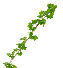 a branch of gooseberry on a white background