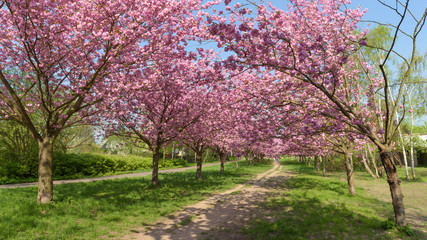 Blühende Kirschbäume im Park 