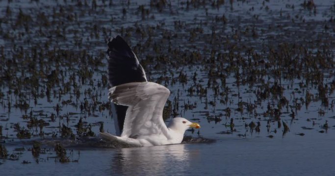 Black backed gull splash lands on water slow motion