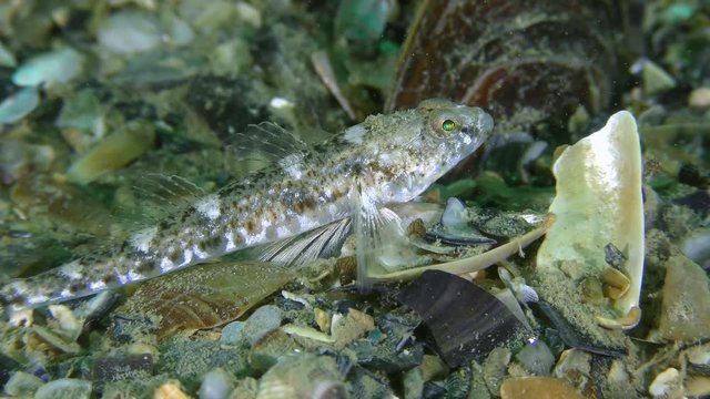 Sea fish Marbled goby (Pomatoschistus marmoratus) lies on the bottom, then leaves the frame, medium shot.