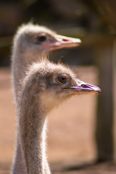 Two ostrich heads close up