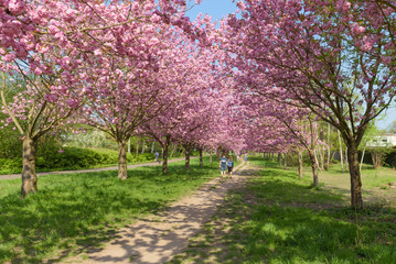 Blühende Kirschbäume im Park 