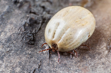 A dangerous parasite and a carrier of infection, a tick full of blood sitting on the bark of a tree