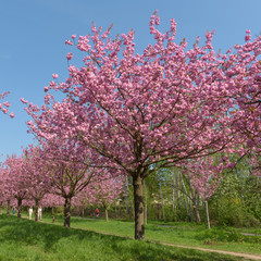 Naklejka premium Blühende Kirschbäume im Park 