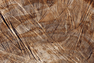 Texture section of a tree, natural wood background