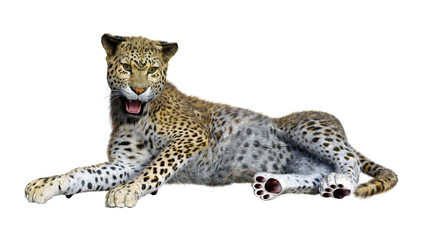 3D Rendering Big Cat Leopard on White