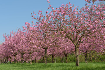 Fototapeta na wymiar Kirschbäume in Park aus niedrigem Blickwinkel