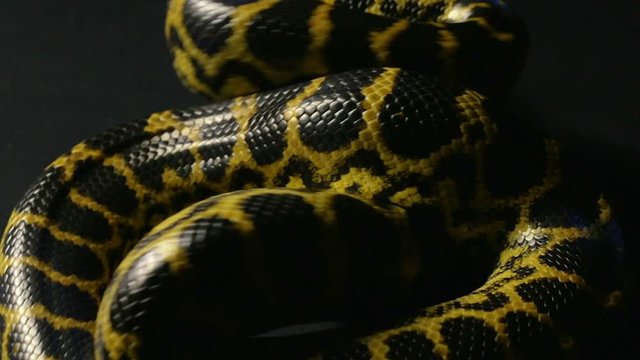 Yellow anaconda in knot