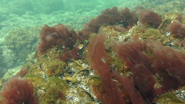 The thickets of Red algae (Porphyra sp.) swing by waves.
