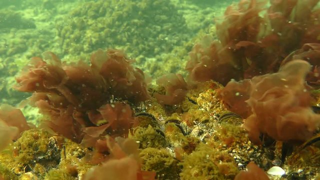 The thickets of Red algae (Porphyra sp.) swing by waves.
