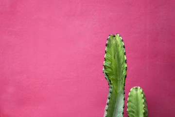 Cactus by the wall
