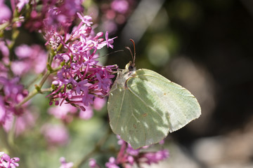 papillon jaune fleur aile antennes pistil 