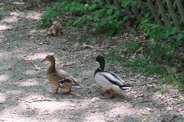 Mallard couple