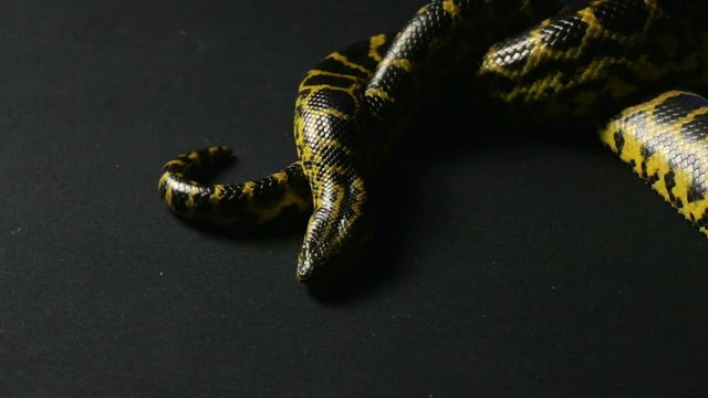 Crawling yellow anaconda