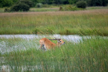 running antelope Waterbuck (Kobus ellipsiprymnus) in the african savannah namibia kruger park botswana masai mara
