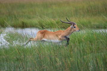 running antelope Waterbuck (Kobus ellipsiprymnus) in the african savannah namibia kruger park botswana masai mara