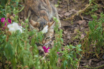 A Hiding Cat