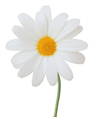 Lovely white Daisy (Marguerite) isolated on white background. Germany