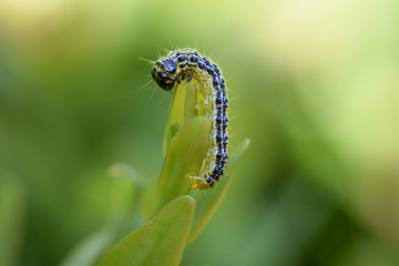 Bright green caterpillar close up