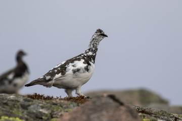 Male and female ptarmigan (Lagopus muta) in spring moult perched and walking in the cairngorm national park, scotland during april.