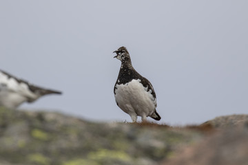 Male and female ptarmigan (Lagopus muta) in spring moult perched and walking in the cairngorm national park, scotland during april.