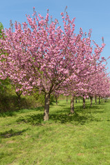 Fototapeta na wymiar Blühende Kirschbäume im Park 