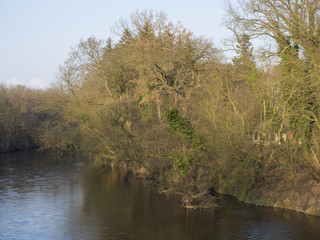 river stream with tree crown branch and ivy in golden light, early spring, blue sky background